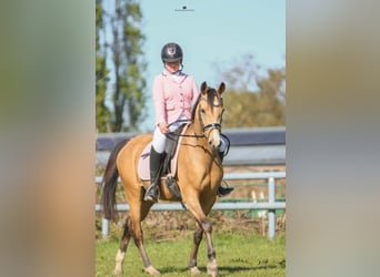 NRPS, Stute, 3 Jahre, 148 cm, Buckskin