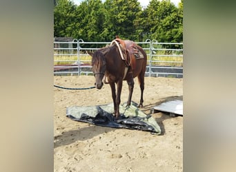 NRPS, Stute, 3 Jahre, 158 cm, Falbe