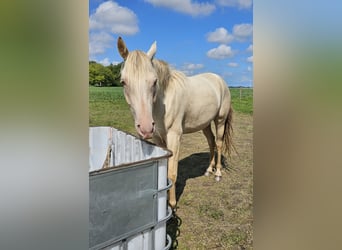 NRPS, Stute, 3 Jahre, 160 cm, Champagne