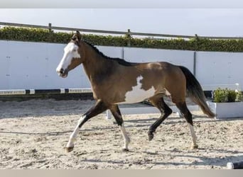 NRPS, Stute, 3 Jahre, 162 cm, Braunfalbschimmel