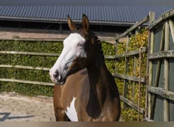 NRPS, Stute, 3 Jahre, 162 cm, Braunfalbschimmel