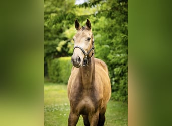 NRPS, Stute, 3 Jahre, 165 cm, Buckskin