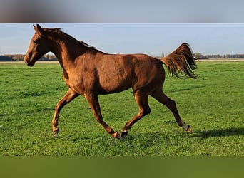 NRPS, Stute, 3 Jahre, 166 cm, Fuchs