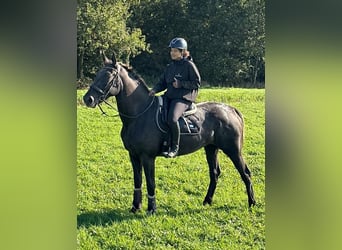 NRPS, Stute, 3 Jahre, 173 cm, Tigerschecke