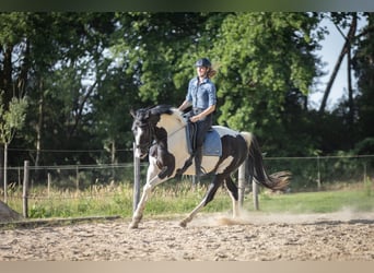 NRPS, Stute, 3 Jahre, 174 cm, Schecke