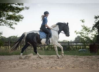 NRPS, Stute, 3 Jahre, 174 cm, Schecke