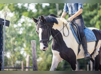 NRPS, Stute, 3 Jahre, 174 cm, Schecke