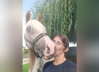 NRPS, Stute, 3 Jahre, Palomino