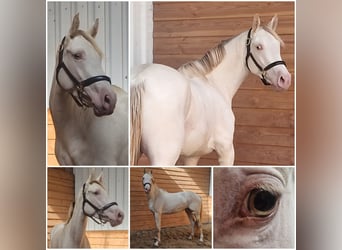 NRPS, Stute, 3 Jahre, Pearl