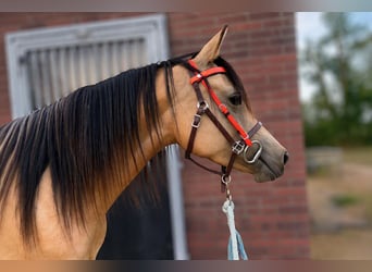 NRPS, Stute, 4 Jahre, 146 cm, Buckskin