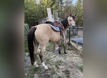 NRPS, Stute, 4 Jahre, 147 cm, Buckskin