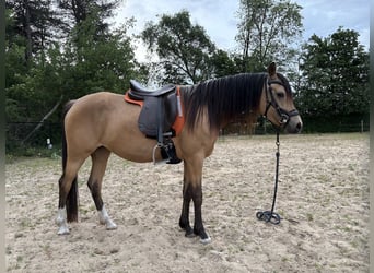 NRPS, Stute, 4 Jahre, 147 cm, Buckskin