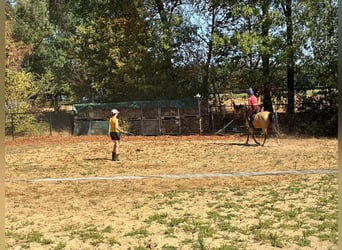 NRPS, Stute, 4 Jahre, 147 cm, Buckskin