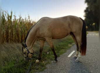 NRPS, Stute, 4 Jahre, 147 cm, Buckskin