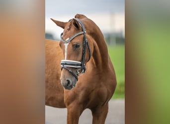 NRPS, Stute, 4 Jahre, 147 cm, Fuchs