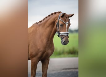 NRPS, Stute, 4 Jahre, 147 cm, Fuchs