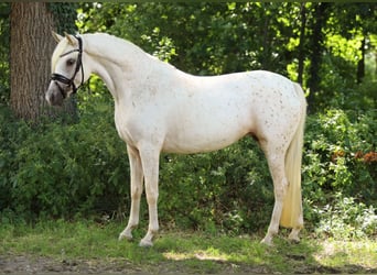 NRPS, Stute, 4 Jahre, 148 cm, Tigerschecke