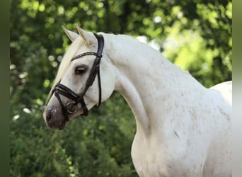 NRPS, Stute, 4 Jahre, 148 cm, Tigerschecke