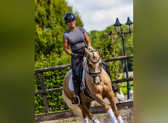 NRPS, Stute, 4 Jahre, 152 cm, Palomino