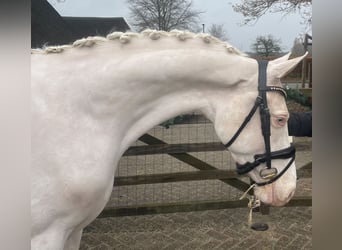 NRPS, Stute, 4 Jahre, 153 cm, Cremello