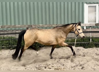 NRPS, Stute, 4 Jahre, 160 cm, Buckskin