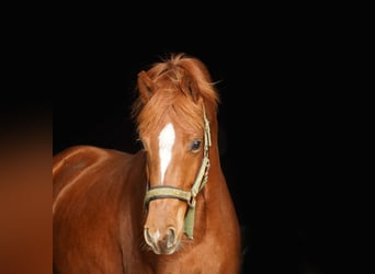 NRPS, Stute, 4 Jahre, 160 cm, Rappe