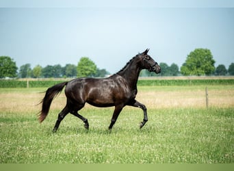 NRPS, Stute, 4 Jahre, 165 cm, Dunkelbrauner