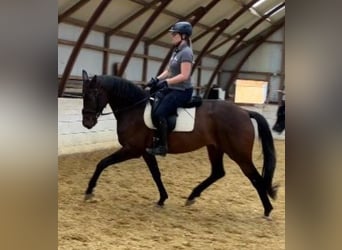 NRPS, Stute, 4 Jahre, 165 cm, Dunkelbrauner