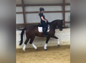 NRPS, Stute, 4 Jahre, 165 cm, Dunkelbrauner