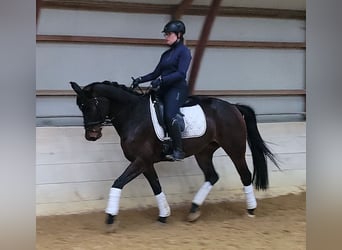 NRPS, Stute, 4 Jahre, 165 cm, Dunkelbrauner