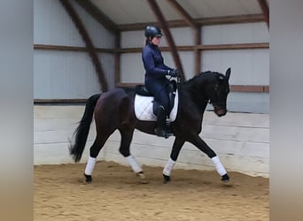 NRPS, Stute, 4 Jahre, 165 cm, Dunkelbrauner