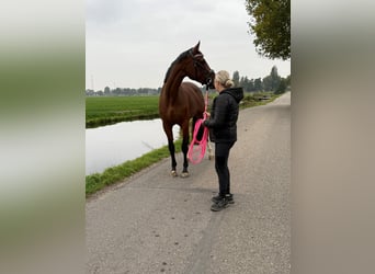 NRPS, Stute, 4 Jahre, 166 cm, Brauner