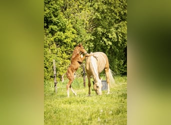 NRPS, Stute, 4 Jahre, 167 cm, Palomino