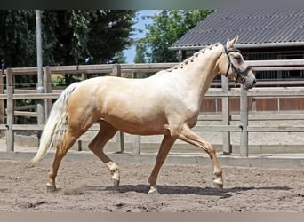 NRPS, Stute, 4 Jahre, 167 cm, Palomino