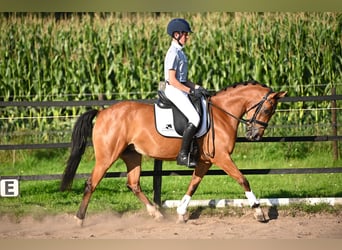 NRPS, Stute, 5 Jahre, 142 cm, Brauner