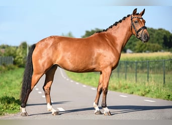 NRPS, Stute, 5 Jahre, 142 cm, Brauner
