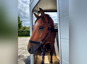 NRPS, Stute, 5 Jahre, 142 cm, Brauner