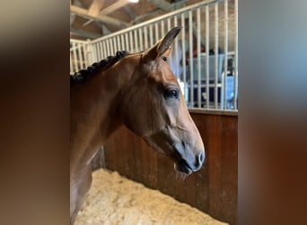 NRPS, Stute, 5 Jahre, 142 cm, Brauner