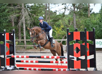 NRPS, Stute, 5 Jahre, 143 cm, Dunkelfuchs