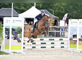 NRPS, Stute, 5 Jahre, 143 cm, Dunkelfuchs