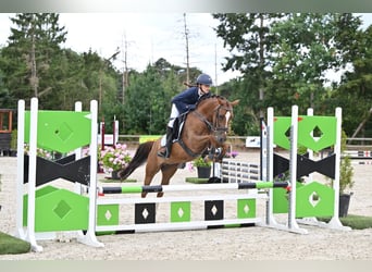 NRPS, Stute, 5 Jahre, 143 cm, Dunkelfuchs