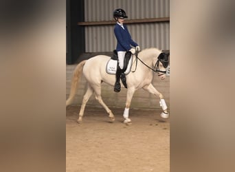 NRPS, Stute, 5 Jahre, 143 cm, Perlino