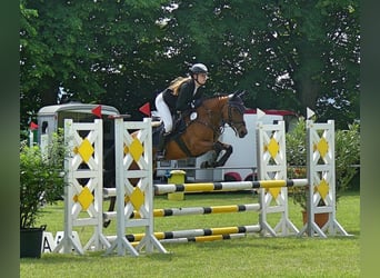 NRPS, Stute, 5 Jahre, 144 cm, Brauner