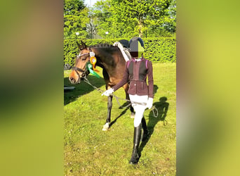 NRPS, Stute, 5 Jahre, 148 cm, Dunkelbrauner