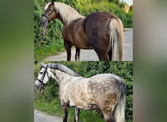 NRPS, Stute, 5 Jahre, 150 cm, Dunkelfuchs