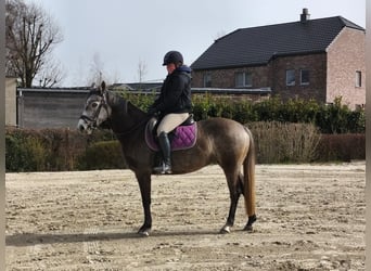 NRPS, Stute, 5 Jahre, 153 cm, Schimmel