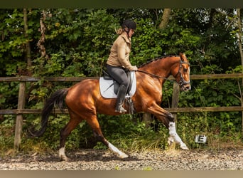 NRPS, Stute, 5 Jahre, 166 cm, Brauner