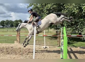 NRPS, Stute, 5 Jahre, 166 cm, Schimmel