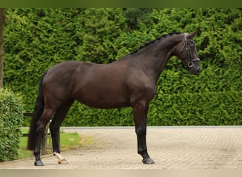 NRPS, Stute, 5 Jahre, 170 cm, Rappe