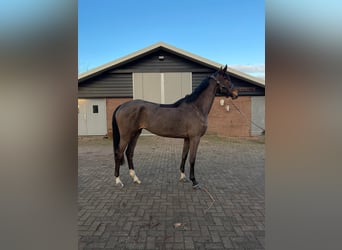 NRPS, Stute, 5 Jahre, 173 cm, Dunkelbrauner
